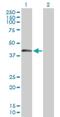 Sperm equatorial segment protein 1 antibody, H00246777-B01P, Novus Biologicals, Western Blot image 