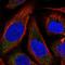 Tachykinin 3 antibody, HPA045919, Atlas Antibodies, Immunofluorescence image 