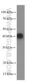 Alcohol dehydrogenase class-3 antibody, 66193-1-Ig, Proteintech Group, Western Blot image 