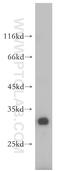 RNA Binding Motif Protein X-Linked 2 antibody, 17994-1-AP, Proteintech Group, Western Blot image 
