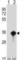 Amino-terminal enhancer of split antibody, abx027807, Abbexa, Western Blot image 