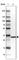 Ribosomal Protein S6 antibody, HPA031153, Atlas Antibodies, Western Blot image 