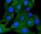 HsMAD2 antibody, NBP2-67376, Novus Biologicals, Immunocytochemistry image 