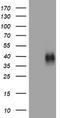 TNF Receptor Superfamily Member 9 antibody, LS-C175677, Lifespan Biosciences, Western Blot image 