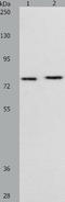 Retrotransposon-derived protein PEG10 antibody, TA323342, Origene, Western Blot image 