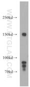 Neuropathy target esterase antibody, 14261-1-AP, Proteintech Group, Western Blot image 