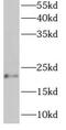 ADP Ribosylation Factor Like GTPase 6 Interacting Protein 1 antibody, FNab00591, FineTest, Western Blot image 