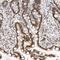 Protein HEXIM2 antibody, NBP1-93877, Novus Biologicals, Immunohistochemistry frozen image 