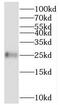 BMERB Domain Containing 1 antibody, FNab01034, FineTest, Western Blot image 