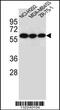 Cholinergic Receptor Nicotinic Alpha 10 Subunit antibody, 56-266, ProSci, Western Blot image 