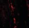 Pancreatic alpha-amylase antibody, orb373927, Biorbyt, Immunofluorescence image 
