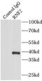 Ring Finger Protein 2 antibody, FNab07348, FineTest, Immunoprecipitation image 