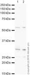 TNF Receptor Superfamily Member 11b antibody, ab9986, Abcam, Western Blot image 
