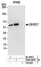 DEP Domain Containing 7 antibody, A304-081A, Bethyl Labs, Immunoprecipitation image 