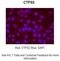 CTP Synthase 2 antibody, A12059, Boster Biological Technology, Immunohistochemistry frozen image 