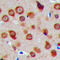 Mitochondrial Ribosomal Protein S5 antibody, LS-C356192, Lifespan Biosciences, Immunohistochemistry frozen image 