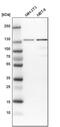 Phosphodiesterase 4D Interacting Protein antibody, PA5-52969, Invitrogen Antibodies, Western Blot image 