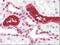 Uromodulin antibody, NBP1-50431, Novus Biologicals, Immunohistochemistry paraffin image 