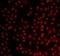 Adrenoceptor Beta 1 antibody, orb318975, Biorbyt, Immunofluorescence image 
