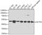 Actin Related Protein 3 antibody, A1064, ABclonal Technology, Western Blot image 