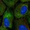 Cytoplasmic polyadenylation element-binding protein 2 antibody, HPA072513, Atlas Antibodies, Immunofluorescence image 