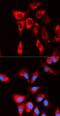 Eukaryotic translation initiation factor 4B antibody, FNab02720, FineTest, Immunofluorescence image 