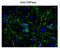 2',3'-Cyclic Nucleotide 3' Phosphodiesterase antibody, GTX82719, GeneTex, Immunofluorescence image 