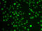 POU domain, class 6, transcription factor 1 antibody, LS-C346344, Lifespan Biosciences, Immunofluorescence image 