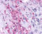 KiSS-1 receptor antibody, TA340626, Origene, Immunohistochemistry paraffin image 