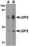 Abraxas 1, BRCA1 A Complex Subunit antibody, orb74878, Biorbyt, Western Blot image 
