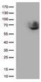 CD5 Molecule antibody, TA802407S, Origene, Western Blot image 
