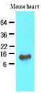 Fatty Acid Binding Protein 4 antibody, MBS200120, MyBioSource, Western Blot image 