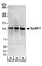 Ran-binding protein 17 antibody, A303-994A, Bethyl Labs, Western Blot image 