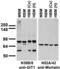 ARF GTPase-activating protein GIT1 antibody, 75-094, Antibodies Incorporated, Western Blot image 
