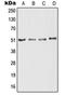 Reticulon 4 Receptor antibody, orb215275, Biorbyt, Western Blot image 