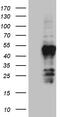 Family With Sequence Similarity 131 Member C antibody, M18167, Boster Biological Technology, Western Blot image 
