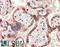 Teratocarcinoma-derived growth factor antibody, orb20444, Biorbyt, Western Blot image 
