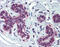CREB Binding Protein antibody, ARP43609_P050, Aviva Systems Biology, Immunohistochemistry frozen image 