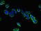 Complexin 1 antibody, orb23386, Biorbyt, Immunofluorescence image 
