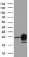 Lin-7 Homolog B, Crumbs Cell Polarity Complex Component antibody, GTX84218, GeneTex, Western Blot image 