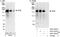 Insulin receptor substrate 2 antibody, A301-432A, Bethyl Labs, Immunoprecipitation image 