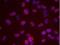 DNA replication licensing factor MCM2 antibody, NB100-639, Novus Biologicals, Proximity Ligation Assay image 