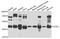 TEA domain family member 4 antibody, A04289-1, Boster Biological Technology, Western Blot image 