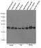 Voltage Dependent Anion Channel 1 antibody, 66345-1-Ig, Proteintech Group, Western Blot image 