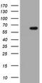 Phosphoinositide-binding protein PIP3-E antibody, TA505252BM, Origene, Western Blot image 