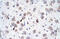 P542 antibody, 27-995, ProSci, Immunohistochemistry paraffin image 