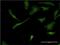 Pleckstrin antibody, H00005341-M03, Novus Biologicals, Immunocytochemistry image 