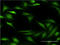 Arachidonate 15-Lipoxygenase Type B antibody, LS-C196648, Lifespan Biosciences, Immunofluorescence image 