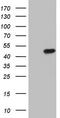 Casein Kinase 1 Gamma 2 antibody, LS-C338607, Lifespan Biosciences, Western Blot image 