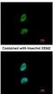 Proteasome activator complex subunit 3 antibody, NBP1-33498, Novus Biologicals, Immunofluorescence image 